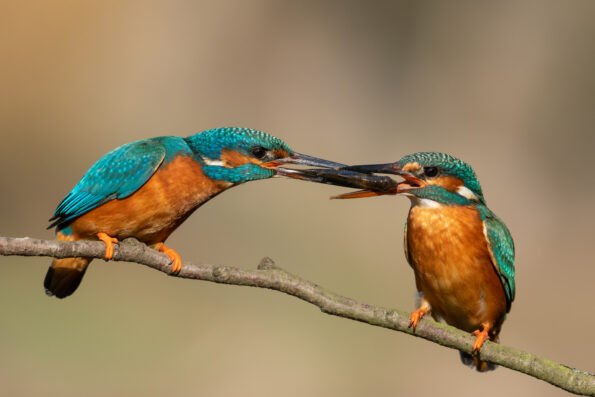 Terrestrial Viewing