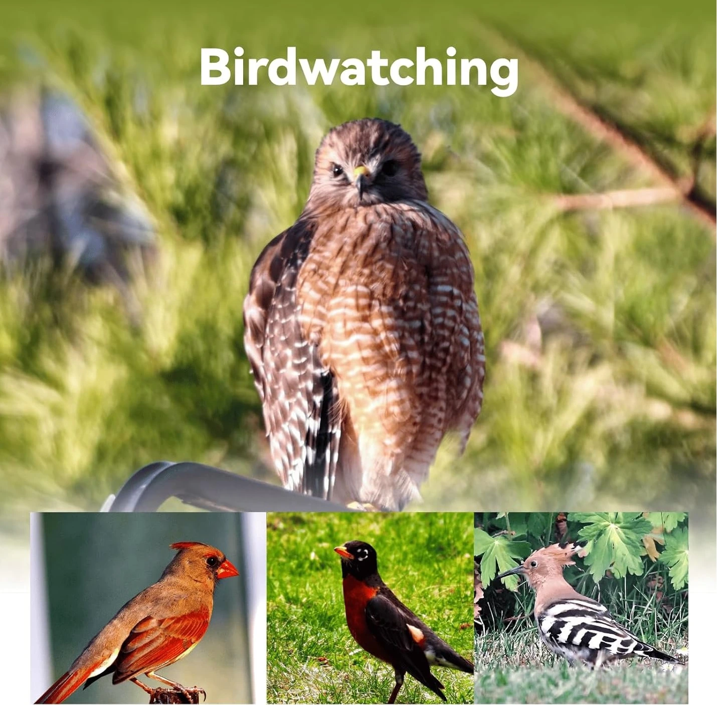 Birdwatching with Dwarf 3 smart telescope Dwarf 3 smart telescope for birdwatching