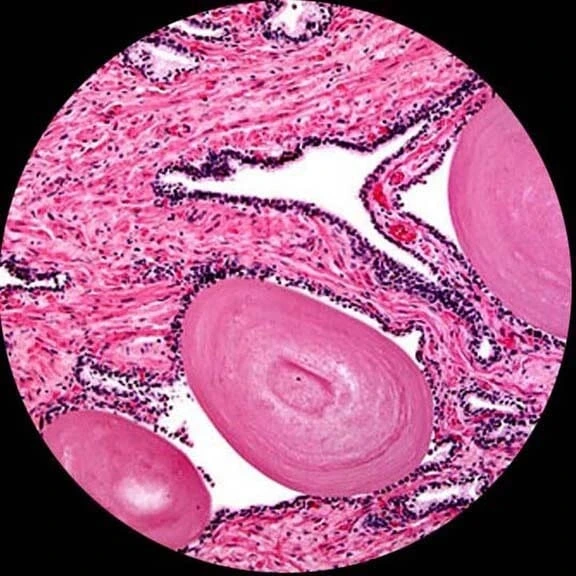 AmScope Binocular Microscope B120A (8)