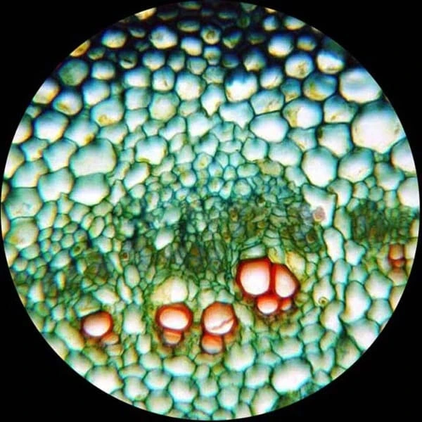 AmScope Binocular Microscope B120A