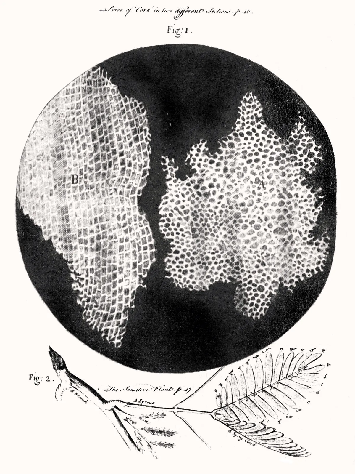 Digital Microscopy: How Microscope Cameras Changed Modern Observation